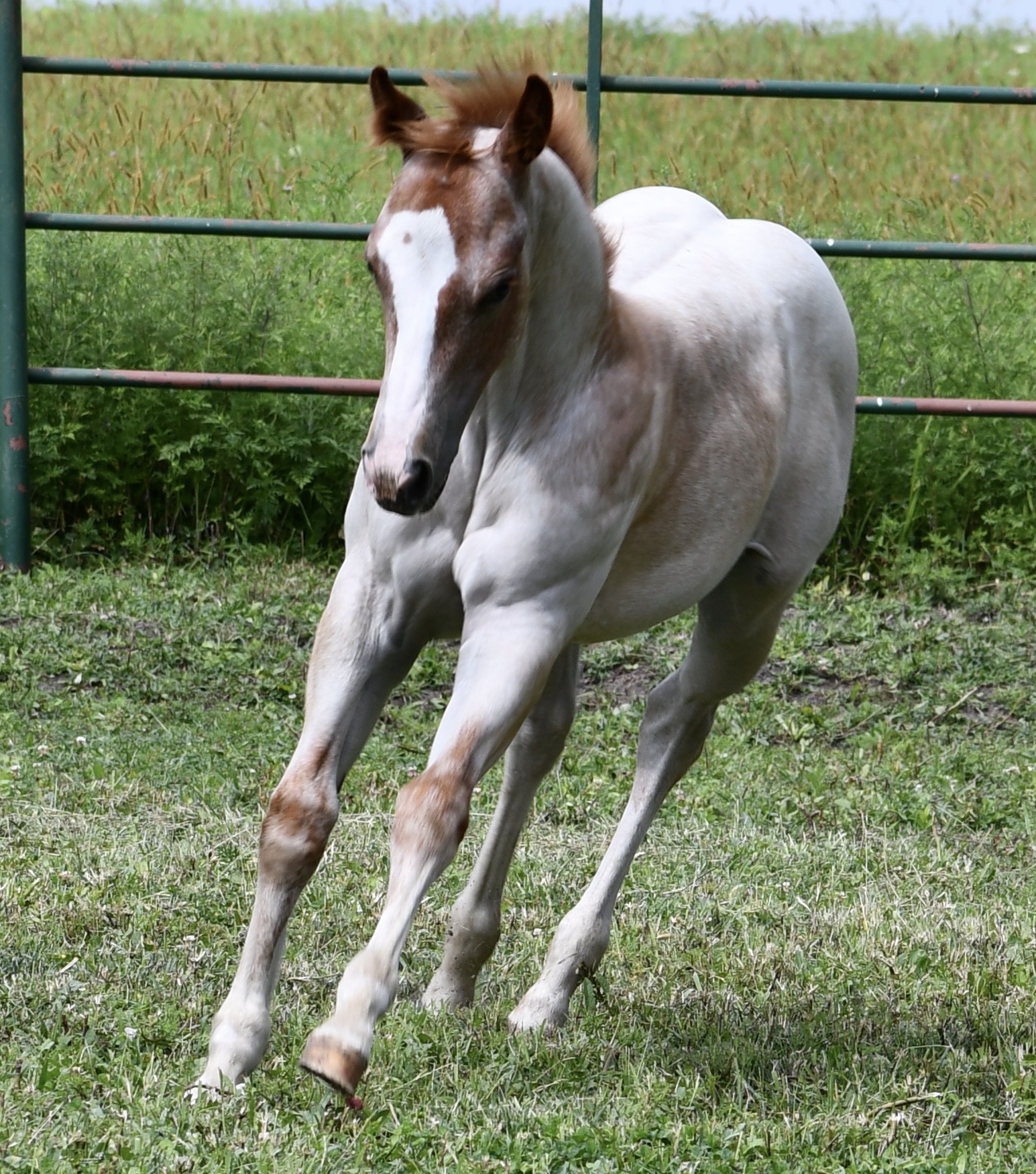 - Porter Horses