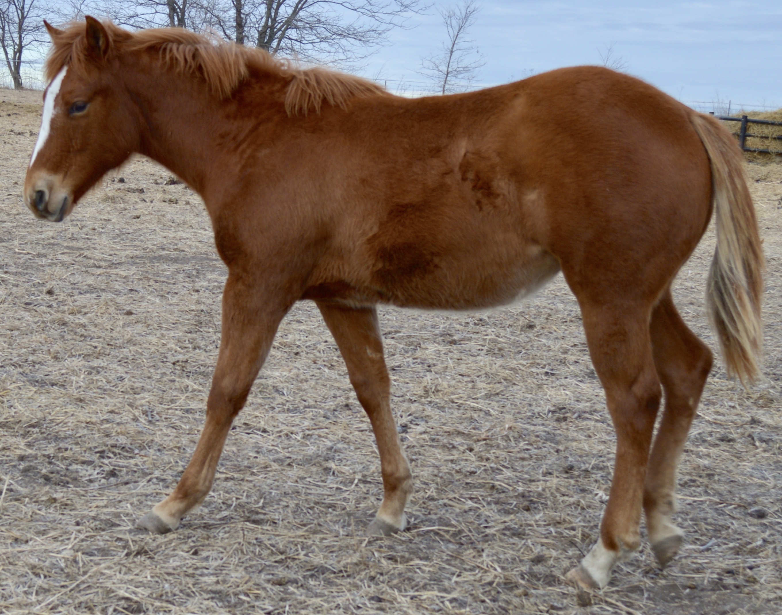 For Sale - Porter Quarter Horses